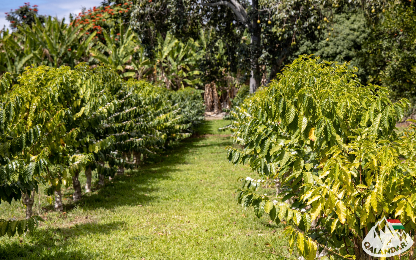 6. nap — Kávészünet és kajakkaland