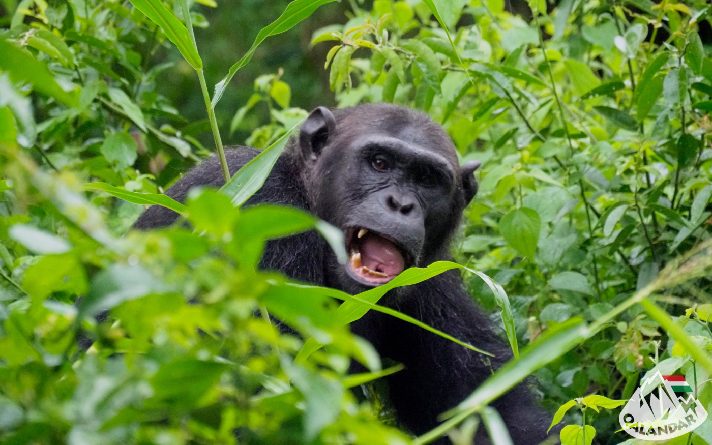 1. nap — Óóóóóóó Afrika