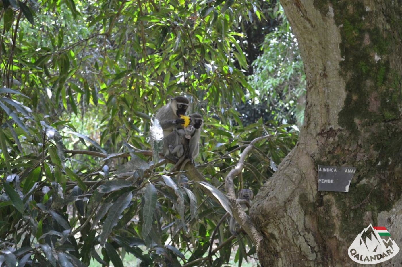 2. nap — Afrika legnagyobb tavánál