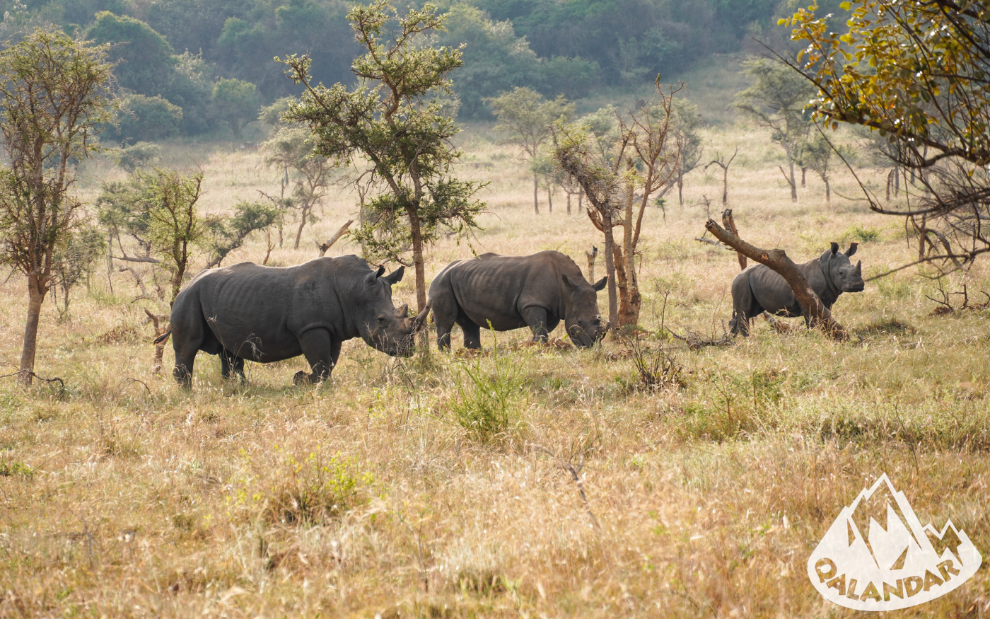 3. nap — Vár a szavanna!
