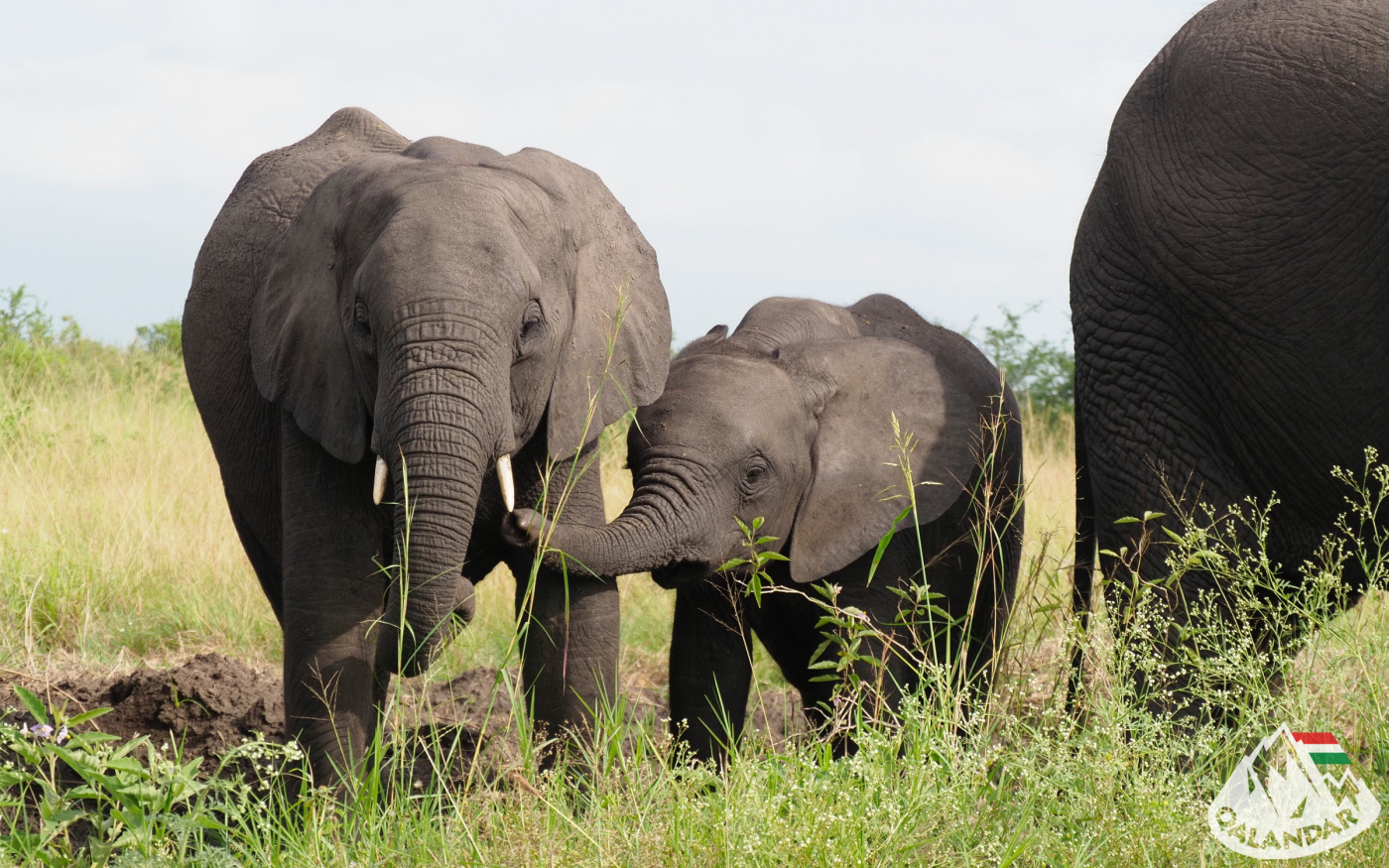 6. nap — Csimpánzok és egyéb állatfajták