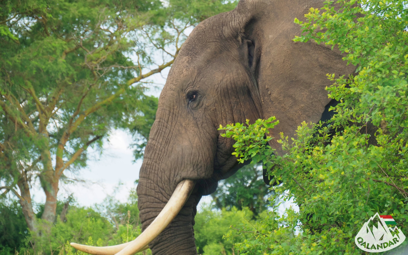 8. nap — Cica, az állatok királya