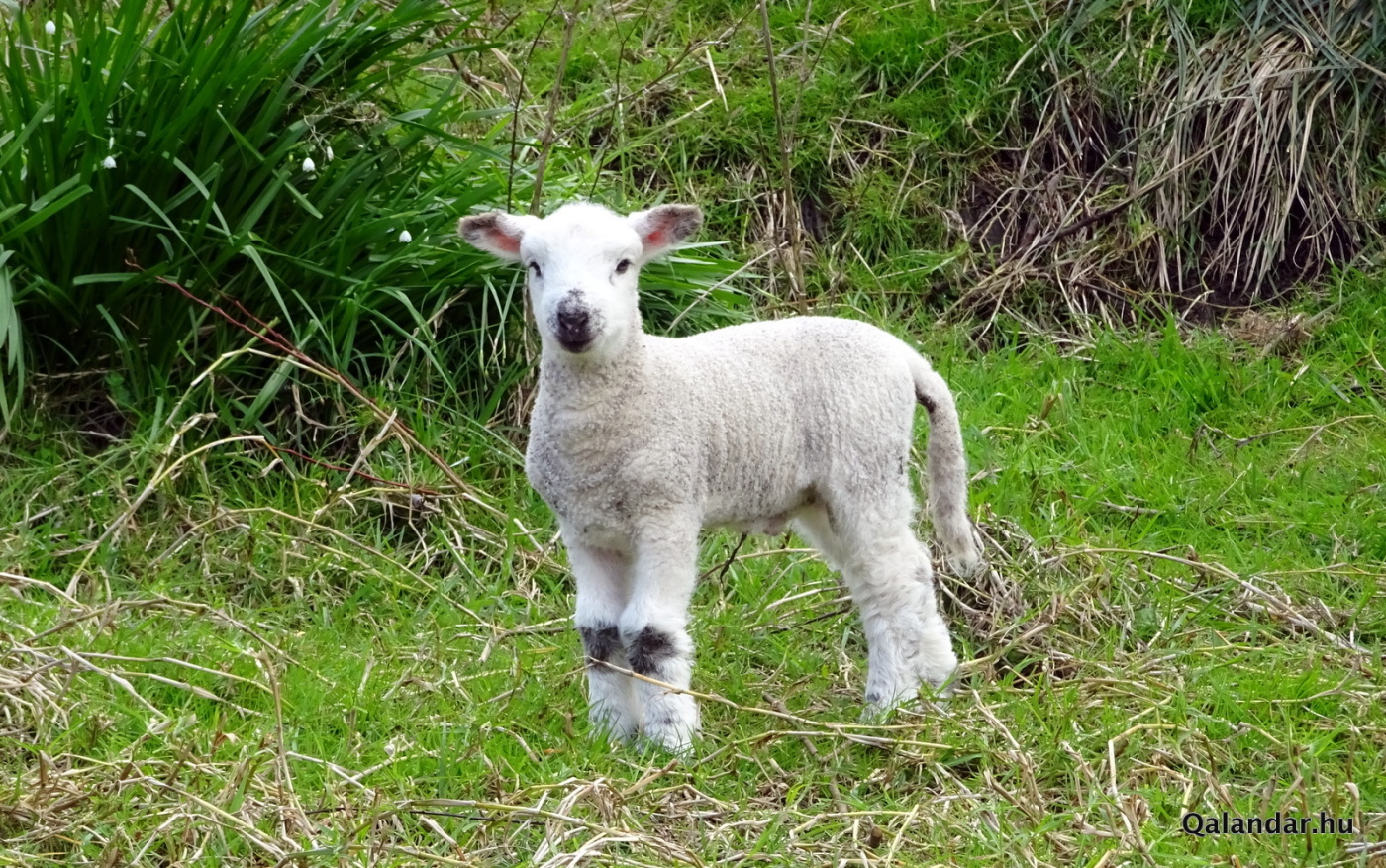 2. nap — „Veszélyes dolog kilépni az ajtón, Frodó. Csak rálépsz az Útra, és ha nem tartod féken a lábadat, már el is sodródtál.”