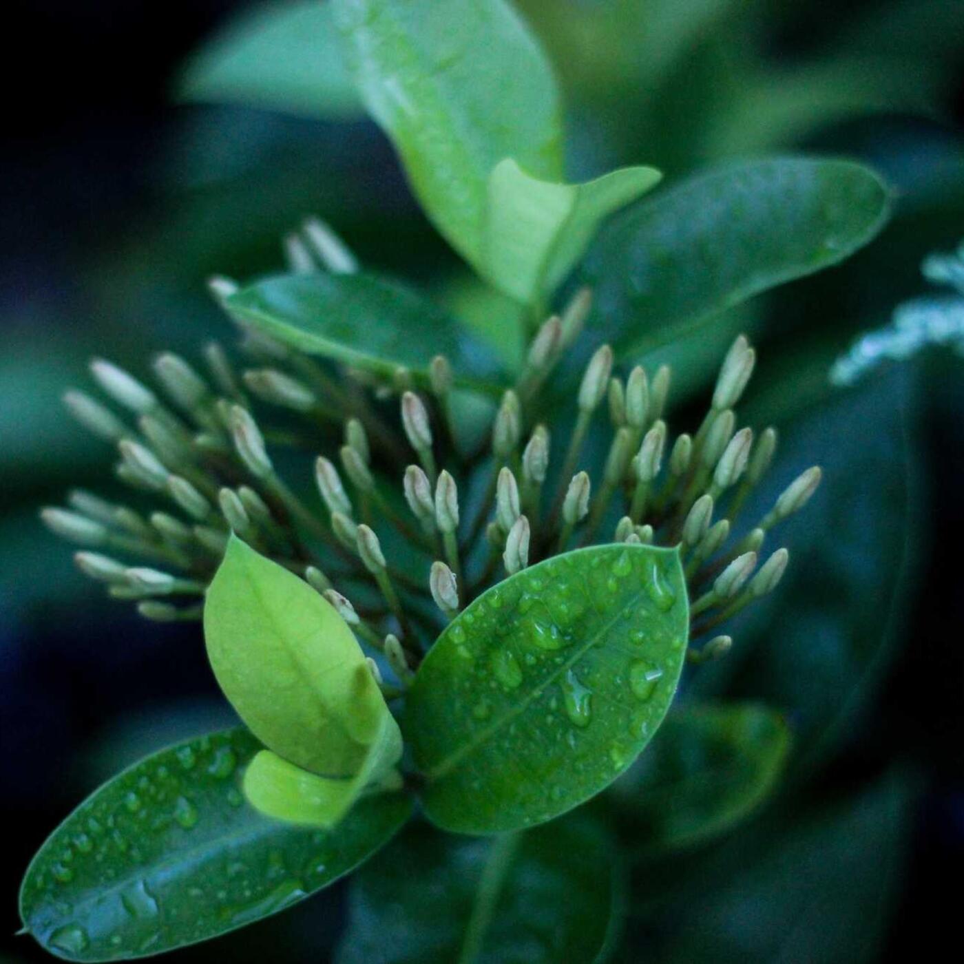 15. nap: Kulturális program